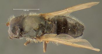 Media type: image;   Entomology 13109 Aspect: habitus dorsal view